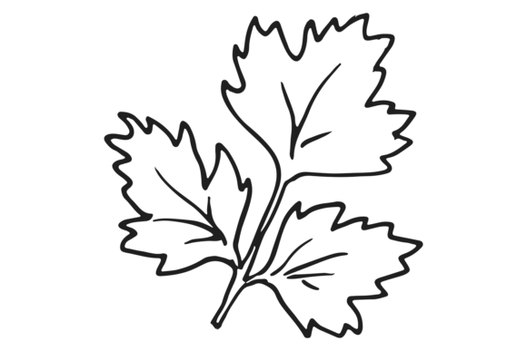 Download Parsley Leaf. Hand Drawn Cooking Aroma H - Leaf Collection
